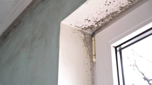Mold Testing and Removal in Harrison, TN