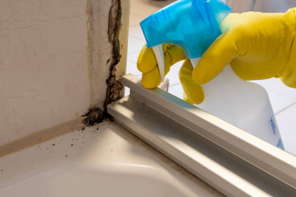 Best Commercial Mold Removal  in Harrison, TN