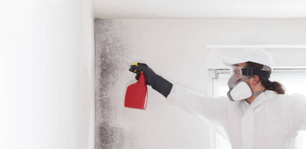 Professional Mold Removal in Harrison, TN