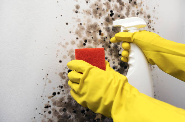 Best Mold Damage Repair  in Harrison, TN