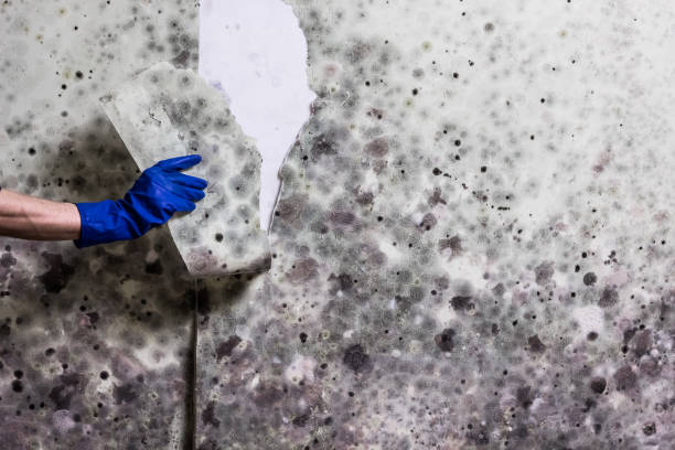 Best Certified Mold Removal  in Harrison, TN